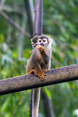 Ecuadorian squirrel monkey (Saimiri cassiquiarensis macrodon) mother eating a banana with a baby on her back, at a jungle lodge in Archidona, in Napo province, Ecuador