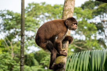 Ecuadorian capuchin (Cebus aequatorialis) climbing a tree at a jungle lodge in Archidona, in Napo province, Ecuador