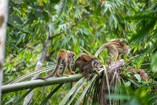 Ecuadorian squirrel monkey (Saimiri cassiquiarensis macrodon) mothers with babies, climbing a tree at a jungle lodge in Archidona, in Napo province, Ecuador