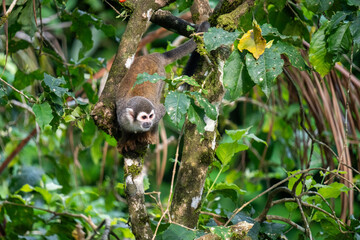 Ecuadorian squirrel monkey (Saimiri cassiquiarensis macrodon) in a tree at a jungle lodge in Archidona, in Napo province, Ecuador
