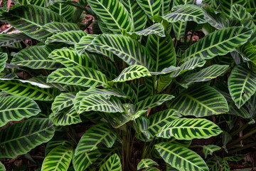 Plant with multiple tones of green in the leaves growing in a garden at a jungle lodge in Archidona, in Napo province, Ecuador