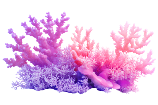 Pink and purple coral clipart on a transparent background PNG

