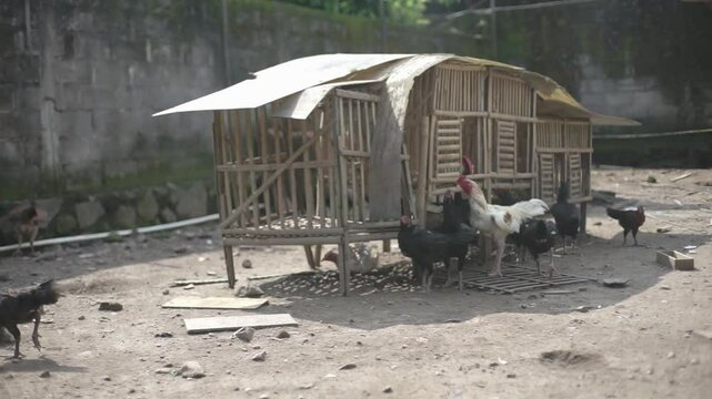Domestic Chickens Resting Inside Backyard Coop