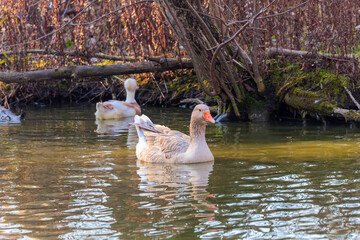 The American Buff is an American breed of domestic goose.
