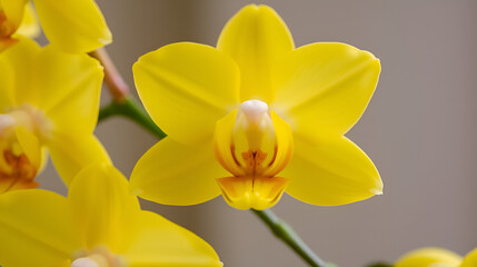 Fototapeta premium Close up of yellow cattleya dendrobium orchids