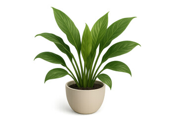Lush green houseplant in ceramic pot isolated on white background. Isolated illustration