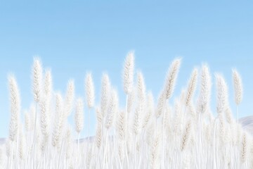 Obraz premium Frosted grass stalks against a clear blue sky.