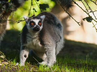 Lemur coming out of the shade to enjoy the day