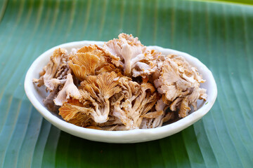 Splitgill mushroom or schizophyllum commune mushroom