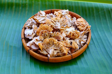 Splitgill mushroom or schizophyllum commune mushroom