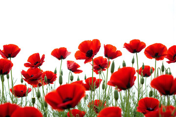 Fototapeta premium field of red poppies on a white background