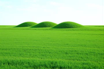 Crédence de cuisine en verre imprimé field of green grass with a white background