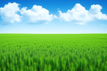 Obraz premium field of green grass under a blue sky with clouds1