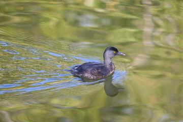 duck in the water