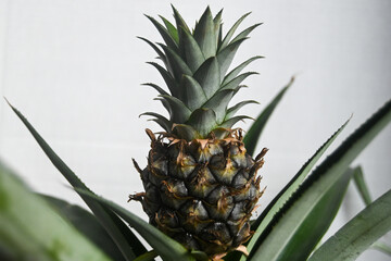 Obraz premium pineapple close up