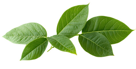 Fototapeta premium Moments captured in light,Graphics designed with soul, speaking emotions louder than words ever could 