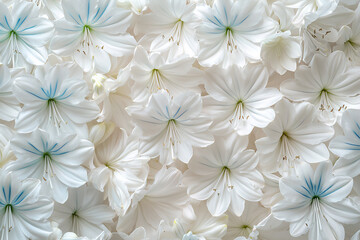 name : ethereal white agapanthus wall, luminous macro blooms,