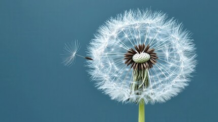 Dandelion Seed Head with One Seed Blowing Away on Teal Background A delicate macro shot of nature's beauty