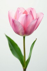 Fototapeta premium delicate flower petal isolated on white background, garden, solitary, plant life