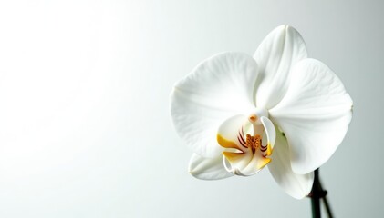Obraz premium Delicate white orchid blossom against pure white backdrop, floral, clean