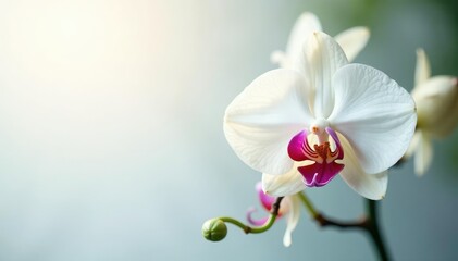 Obraz premium Delicate white orchid blossom on pure white background, bright, calm, flower