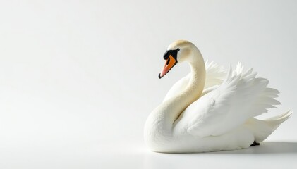 Fototapeta premium Elegant swan feathers on pristine white backdrop, ivory, down, design