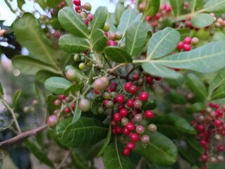 Aroeira - Pimenta Rosa