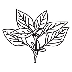 Daun Kemangi