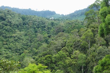 Deep of Meratus Mountain in Borneo Rainforest, Tanah Bumbu, Indonesia