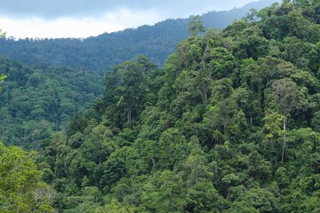 Fototapeta premium Deep of Meratus Mountain in Borneo Rainforest, Tanah Bumbu, Indonesia