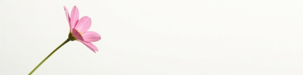 Single stem of delicate flower on white background, flowers, botanicals, plant detail