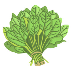 spinach vegetable