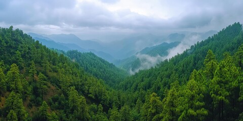 Fototapeta premium Misty mountain range covered in lush pine forest.