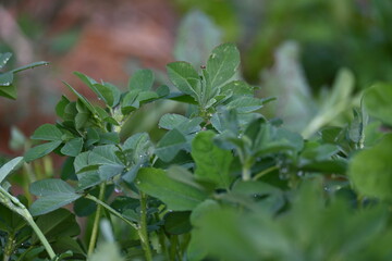 Fenugreek plant in vegetable garden. It is a most popular Greens and vegetable.
Its leaves and seeds are common ingredients in dishes from the Indian subcontinent. Trigonella foenum graecum.
