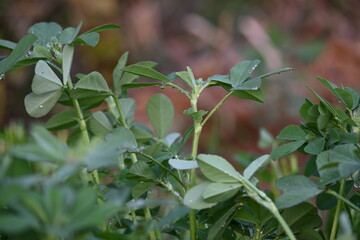 Fenugreek plant in vegetable garden. It is a most popular Greens and vegetable.
Its leaves and seeds are common ingredients in dishes from the Indian subcontinent. Trigonella foenum graecum.
