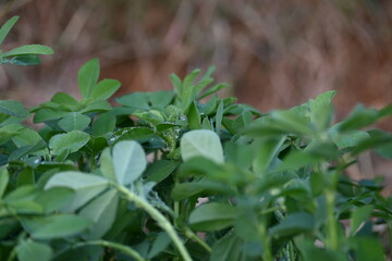 Fenugreek plant in vegetable garden. It is a most popular Greens and vegetable.
Its leaves and seeds are common ingredients in dishes from the Indian subcontinent. Trigonella foenum graecum.
