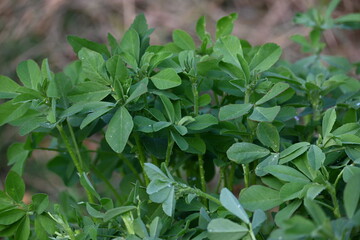 Fenugreek plant in vegetable garden. It is a most popular Greens and vegetable.
Its leaves and seeds are common ingredients in dishes from the Indian subcontinent. Trigonella foenum graecum.
