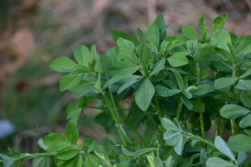Fenugreek plant in vegetable garden. It is a most popular Greens and vegetable.
Its leaves and seeds are common ingredients in dishes from the Indian subcontinent. Trigonella foenum graecum.
