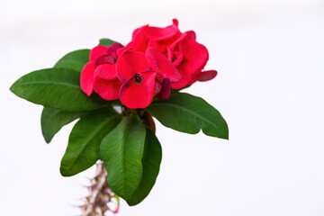 Euphorbia milli flower or Crown of thorns plant Bright red flowers with beautiful contrasting yellow stamens, green leaves, thorny stems it a auspicious flower.