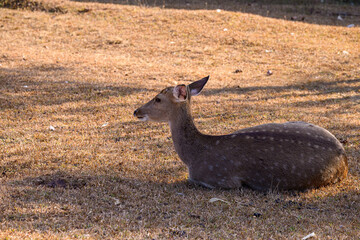 Spotted Deer is lying on the ground in the field.