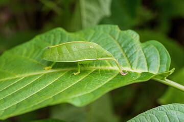 Close up of Pseudophyllus titan or giant leaf katydid on green leaf