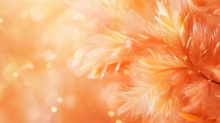 Abstract Orange Floral Background Soft Light Bokeh Texture Elegant Design Peachy Hues Natural Artistic Summer Blossom Delicate Romantic Wedding       