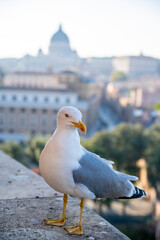 View from iconic Altar of the Fatherland to Rome historic center, Italy