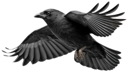 Raven in Flight: A majestic raven soars gracefully through the air, its dark feathers spread wide as it navigates the open sky in this stunning wildlife image. 