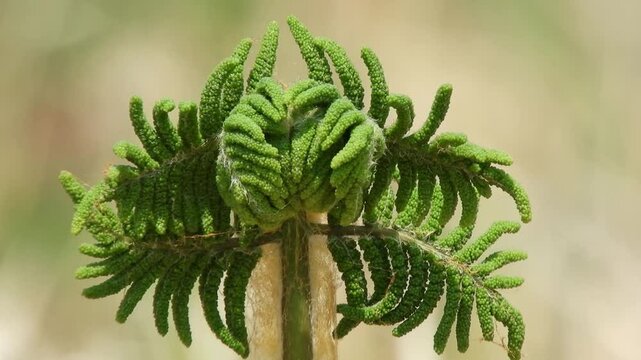 【山野草】ゼンマイ（薇）・雄株：Osmunda japonica　250421-1