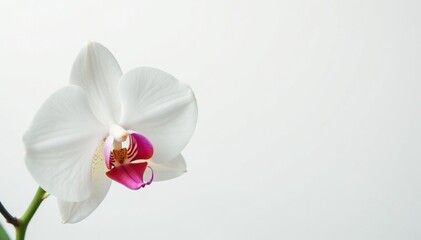 Delicate white orchid blossom on pure white backdrop, closeup, subtle, fresh