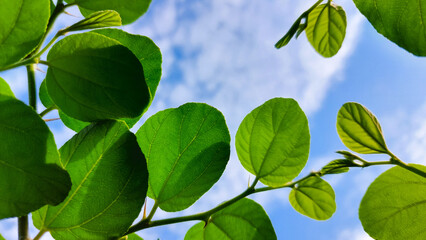 Nature background with sharp green leaves and cloudy sky