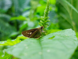 Close-up of Little Glassywing with delicate brown wings and fuzzy body