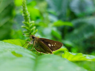 Obraz premium Small skipper butterfly basking in natural sunlight