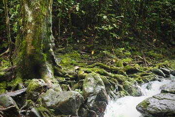 Deep of Meratus Mountain in Borneo Rainforest, Tanah Bumbu, Indonesia